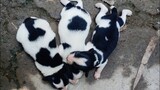 Chó con dễ thương - đàn chó đẹp nhất , Cute puppy dogs videos