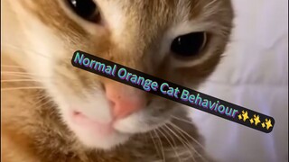 Most Normal Orange Cat
