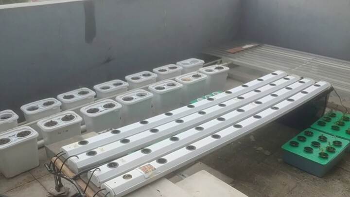 Test hidroponik pakai gully trapesium, belum jadi harus ditinggal 2 minggu🌱🌱🌱😭