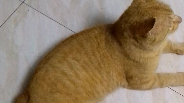 kapitbahay cat