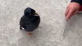 A bird that suddenly speaks human words