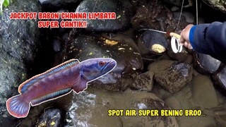 MANTAPP!! JACKPOT IKAN CHANNA LIMBATA BABON SUPER CANTIK!!