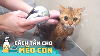 Cách Tắm Cho MÈO CON 🐾 ✅ | Hướng Dẫn Chi Tiết Từng Bước