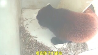 小熊猫产下两个宝宝，刚出生就萌的让人发疯，太好撸了！