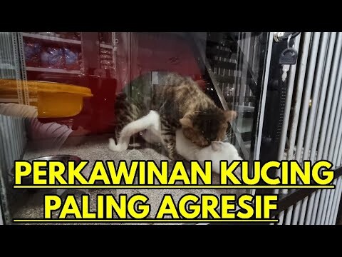 Reaksi Kucing Betina Ketika Pertama Kawin
