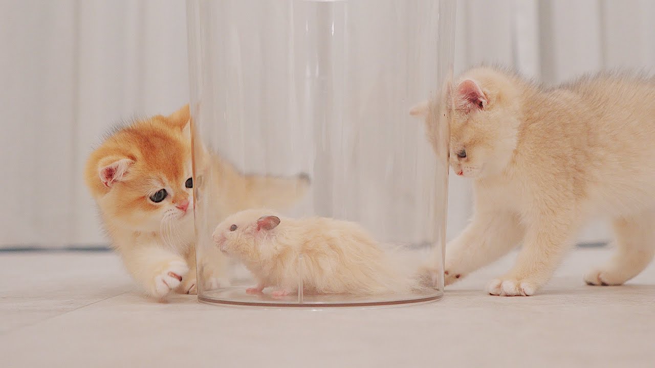 ????Kittens Want to Save the Trapped Hamster? - Bilibili