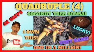 QUADRUPLETS COCONUT BONSAI | The Only ONE in the Philippines? | Repotting and Care Tips