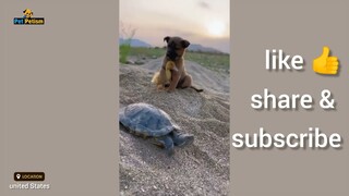 cute animals and birds playing together | viral video 🔥| funny dog moments | funny fail videos
