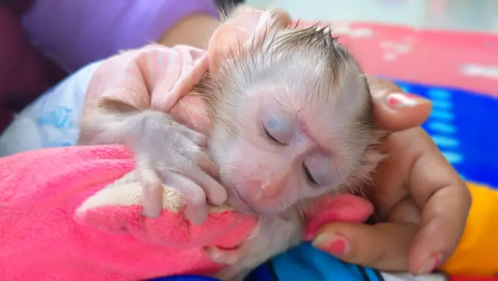 Most Adorable Baby Monkey!! Wow, So cute while tiny adorable Luca fall asleep with Mom's comfort