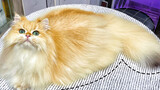 คลิปอาบน้ำแปลงโฉมเจ้า British Longhair Cat 