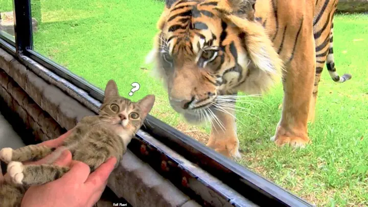 Cat Vs Tiger - Funny & Adorable Pet Reactions🥰