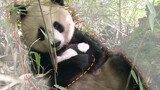 Wild panda: Mommy panda carefully holding her baby in the bamboo forest.