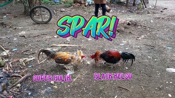 Black Kelso VS Super Bulik     JRP GAMEYARD