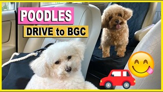 MY DOGS DRIVE TO BGC- THE CITY | Poodle Mom