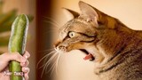 KUCING LUCU 😹 Video kucing terlucu tahun 2021 bikin ketawa bengek | Kucing paling lucu | Funny Cats