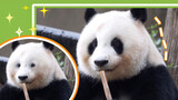 Have you ever seen a panda with no eyebags O(∩_∩)O haha~