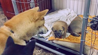 [Hewan]Apa Reaksi Anjing Pertama Kali Melihat Anaknya?