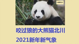 咬过狼的大熊猫北川2021新年新气象