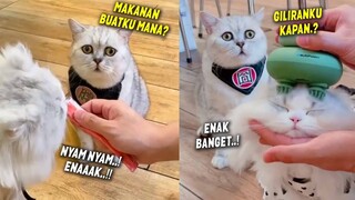 SEDIH BANGET.! Seperti Anak Tiri, Kucing Ini Sedih Diperlakukan Berbeda - Kucing Lucu