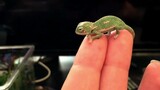 How Cute Could a Baby Chameleon Be 1 Day after Birth?