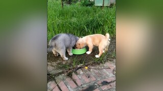 Yên bình. yeucho yeuchomeo cún cúncon chó chómèo chócon chó_cưng chókhôn yeuchomeo cưng chócute pet dog dogsoftiktok doggo animals