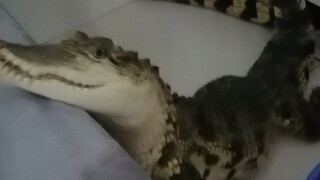 小鳄鱼想和你一起睡觉觉！！！