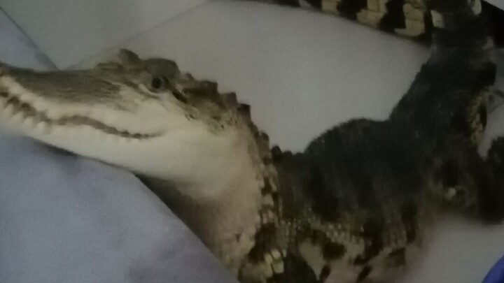 Aligator: I want to sleep with you!