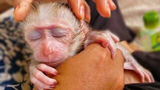 Eye Softly Closed, Mom Give Luca A Gentle Head Massage Until Fall Asleep By Mom's Comfort