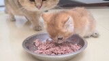 [Satwa] Kucing Kecil Lucu Sangat Bisa Makan