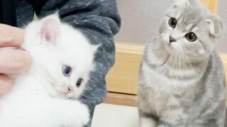 Lulu และ Leo จะเข้ากันได้นานขึ้นเล็กน้อย