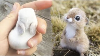 AWW SO CUTE! Cutest baby animals Videos Compilation Cute moment of the Animals - Cutest Animals #1