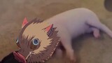 [Demon Slayer/Inosuke] The real-life version of the pig suddenly advances, the pig suddenly advances