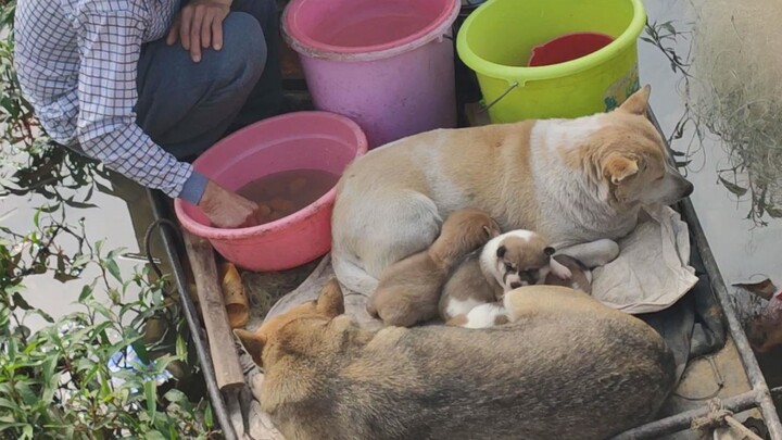 [Dogs] Dogs and owners live on a boat because of the flood