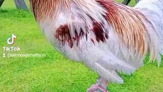 🐓🐓🐓