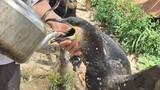 [สัตว์]เจ้าของให้เหยี่ยวออสเปรกินน้ำเย็น
