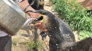 [Animals]The owner is fedding the osprey cold water