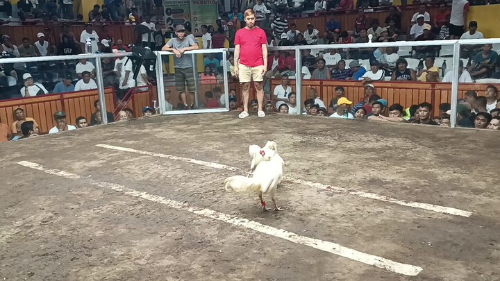 4th fight (2024 5 cock offcolor derby champion)