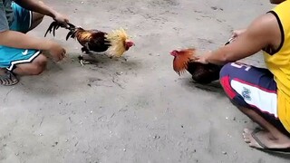 Pang champion yung mga manok nato