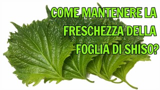 Come Mantenere la Freschezza della Foglia di Shiso?