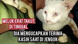 Kucing Liar  Kesakitan Di Grogoti Ratusan Belatung Part 2 Bikin Haru Di Jenguk Langsung Meluk.!