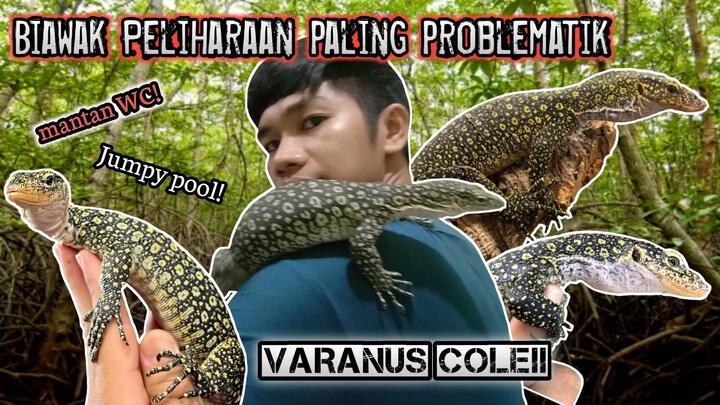 Varanus colei biawak Peliharaan saya paling problematik