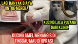 Sedih banget Kucing Amel Mau Di Oprasi Tuker Kepala Sama Kucing Lala  Yang Pulang Dari Klinik..!