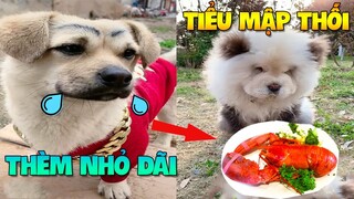 Thú Cưng Vlog | Bông Bé Bỏng Ham Ăn và Tiểu Mập Thối #2 | Chó thông minh vui nhộn | Smart dog funny