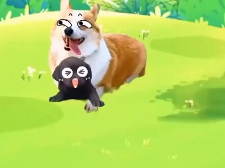 A pug