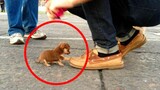 Chihuahua Is A Savage - Funny Chihuahua Videos | Funny Animal Reactions