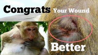 CONGRATS MONKEY BRINN, YOUR WOUND GOT BETTER, POOR MUM MONKEY BRINN LIVE ALONE AFTER HER BABY DEATH