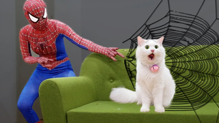 Cats vs Spider Man 2