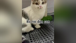 Trốn con đi chơi xí cat mèo