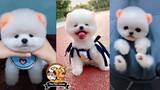 Tik Tok Chó Phốc Sóc Mini 🐶 Funny and Cute Dogs Videos