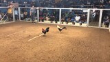 One Son Gamefarm Raptor Gray Loss Napapala ng pumapatol sa matanda haha Stag vs Cock